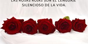 Frases de rosas