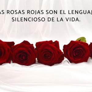 Frases de rosas