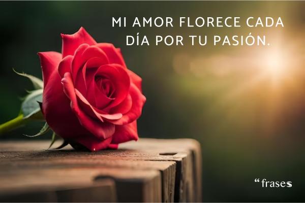 Frases de rosas - Mi amor florece cada día por tu pasión.