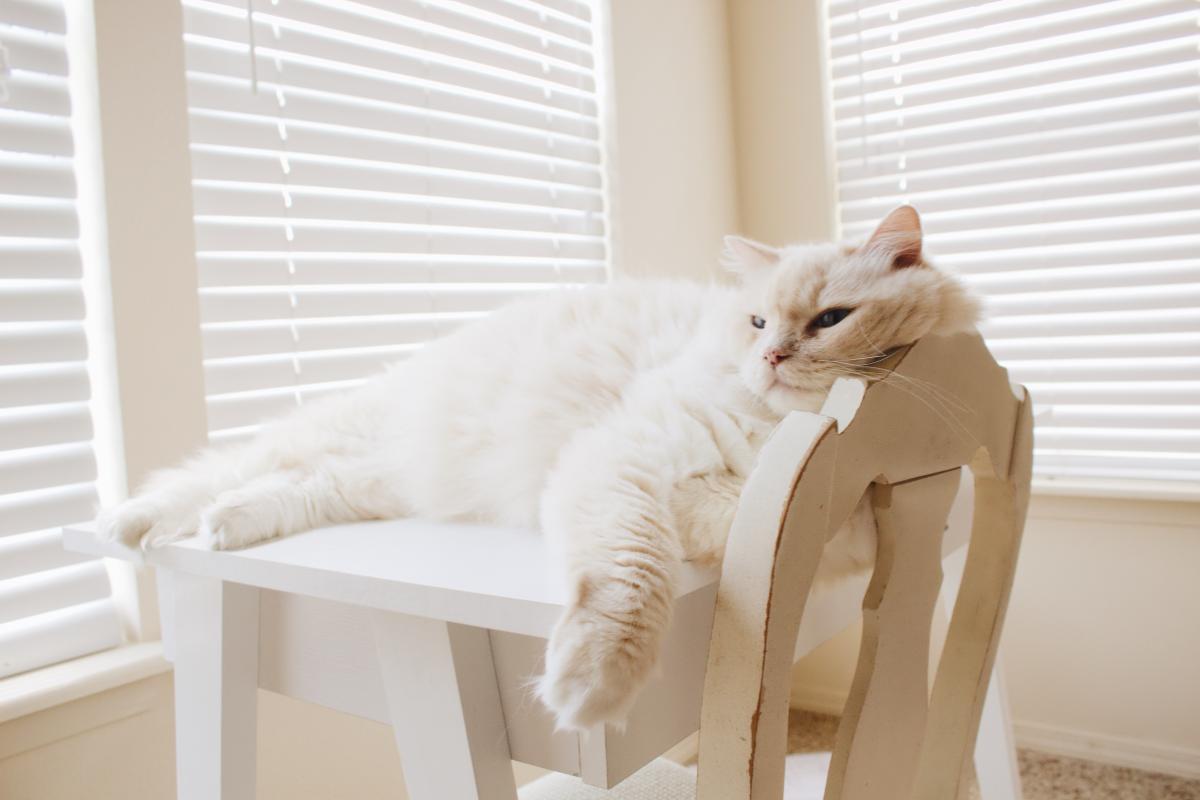 Frases de gatos