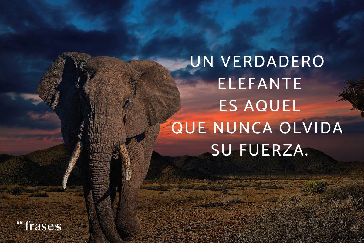 Frases de elefantes