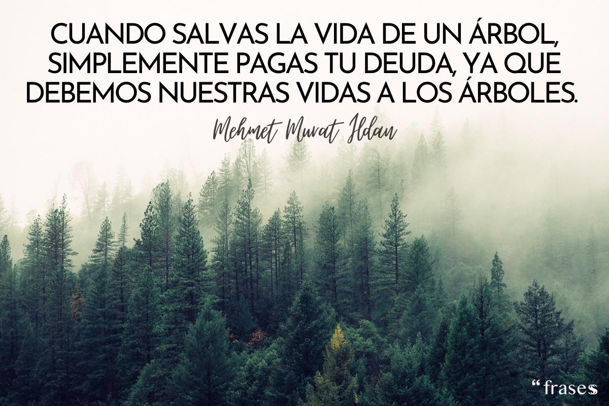 Frases de árboles