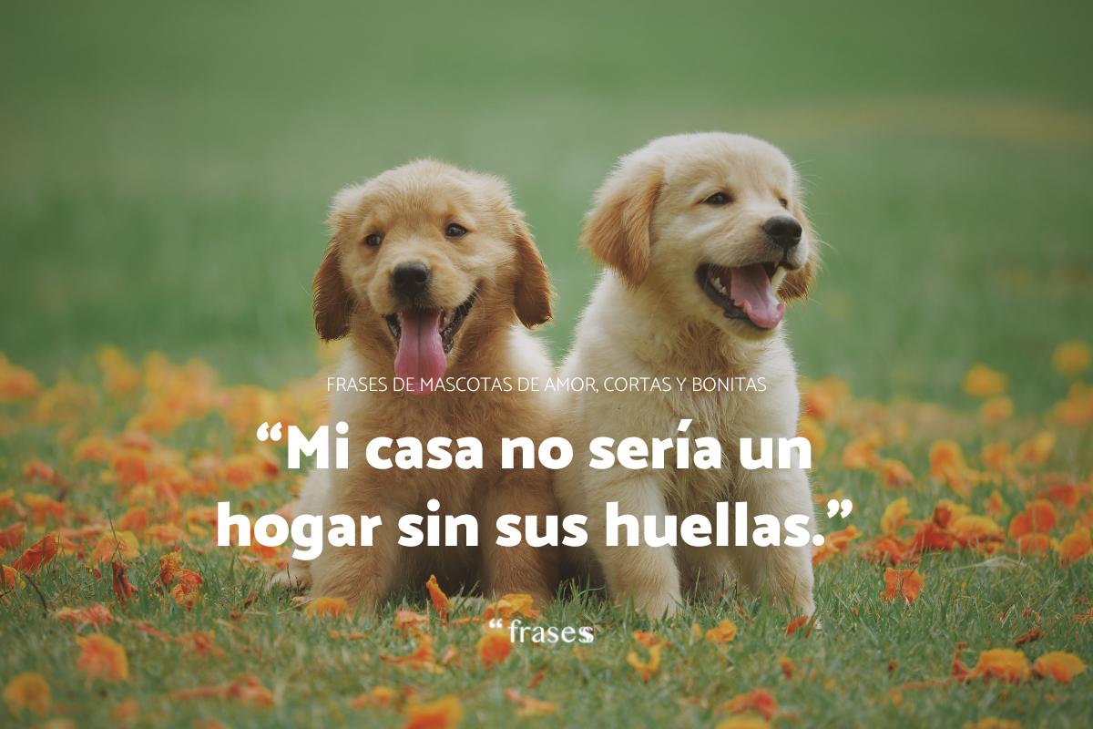 Frases de mascotas de amor, cortas y bonitas