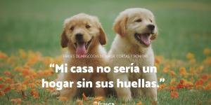 Frases de mascotas de amor, cortas y bonitas