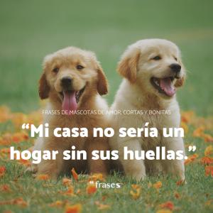 Frases de mascotas de amor, cortas y bonitas