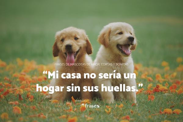 Frases de mascotas de amor, cortas y bonitas