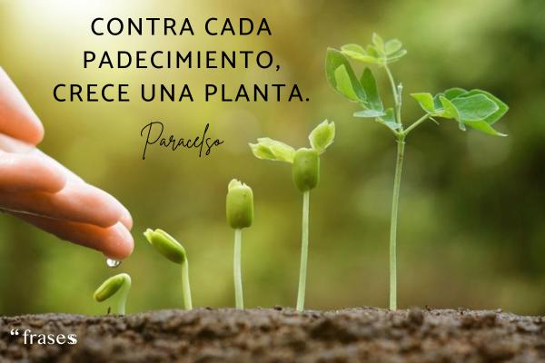 Frases de Paracelso - Contra cada padecimiento, crece una planta.