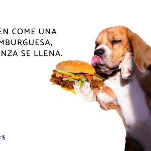 Frases de comida graciosas