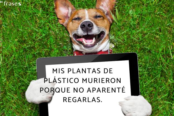 50 Frases Para Memes ¡ideales Para Compartir