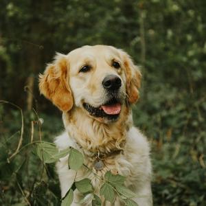 Frases de perros