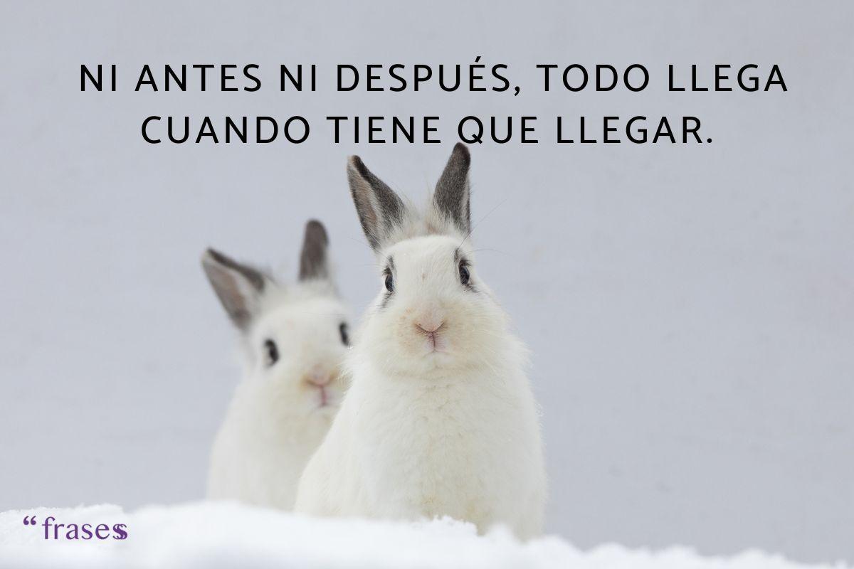 Frases de conejos