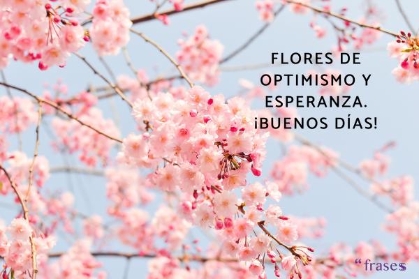 Frases bonitas de buenos días con flores - Flores de optimismo y esperanza. ¡Buenos días!