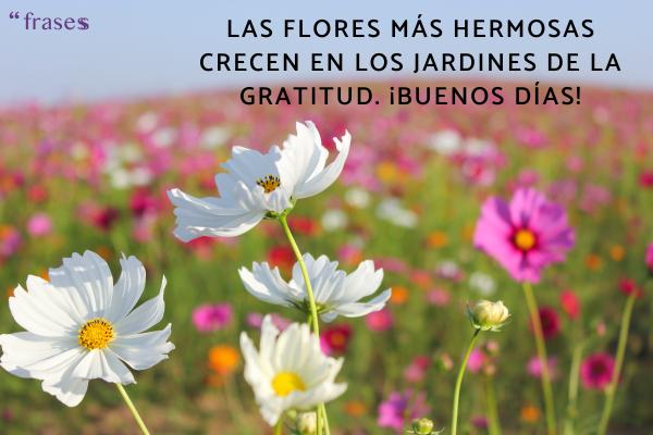 Frases bonitas de buenos días con flores - Las flores más hermosas crecen en los jardines de la gratitud. ¡Buenos días!