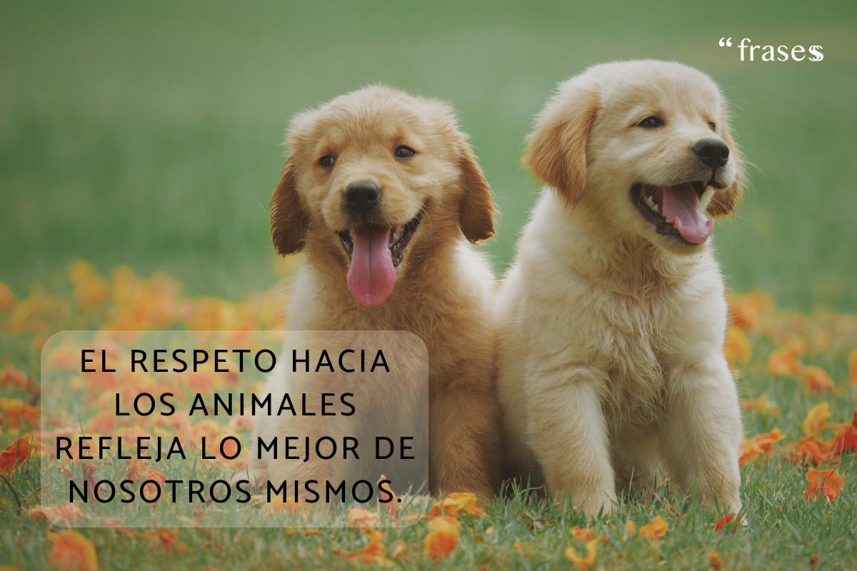 Frases en contra del maltrato animal