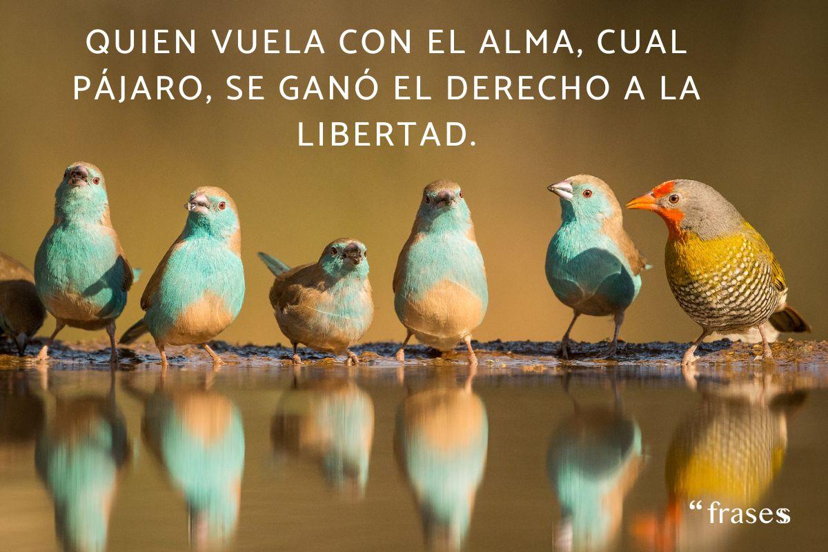 Frases de pájaros
