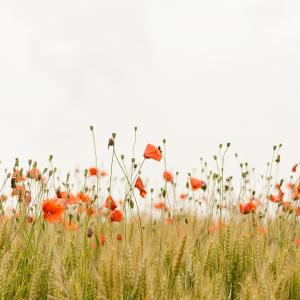 Frases de la naturaleza