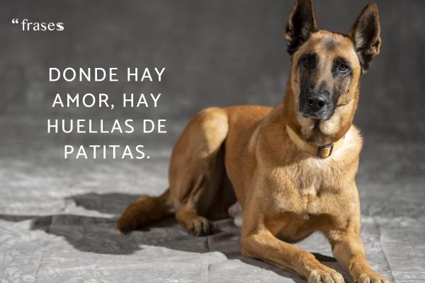 Frases de amor a los animales - Donde hay amor, hay huellas de patitas.