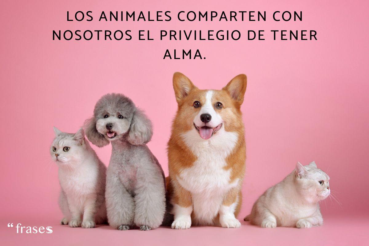 Frases de amor a los animales