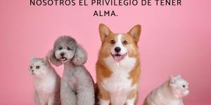 Frases de amor a los animales