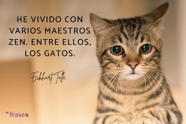 Frases de amor a los animales - He vivido con varios maestros zen. Entre ellos, los gatos.