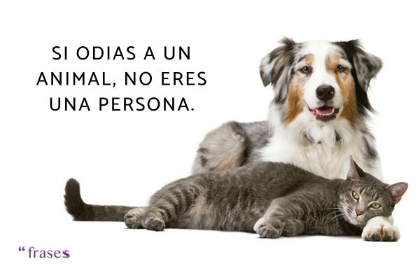 Frases de amor a los animales - Si odias a un animal, no eres una persona.