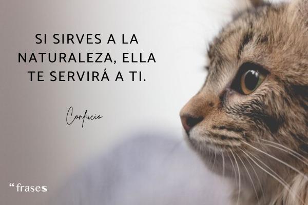 Frases de amor a los animales - Si sirves a la naturaleza, ella te servirá a ti.